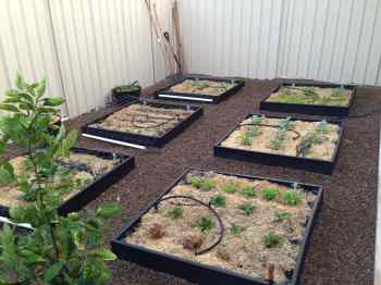 raised beds ewood